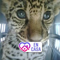 Esparza Flores Sismondi, agencia de viajes en Estrada, Tuxtla Gutiérrez