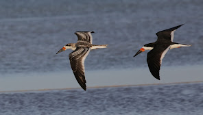 Yucatan Birding & Nature Tours, agencia de viajes en Hobonchen, Celestún