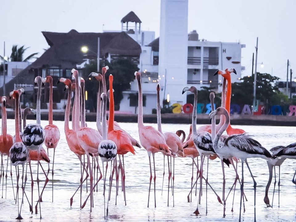 Batara Birding Tours, agencia de viajes en Centro, Río Lagartos