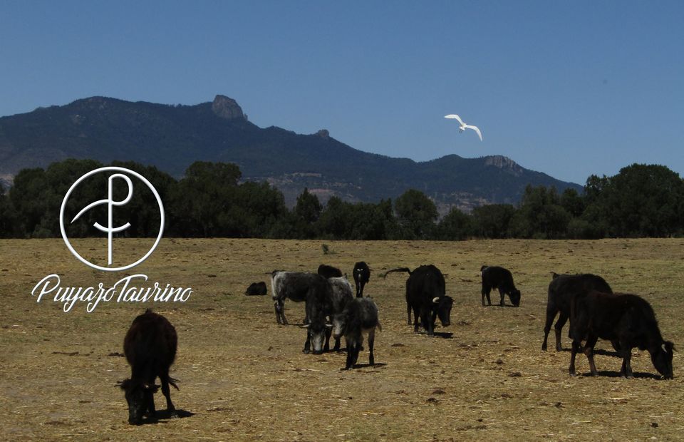 Puyazo Taurino, agencia de viajes en Centro, Tlaxcala